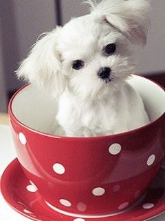 Top những hình ảnh con chó dễ thương cute nhất thế giới