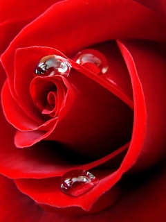 Hình nền hoa hồng tình yêu đỏ thắm tuyệt đẹp