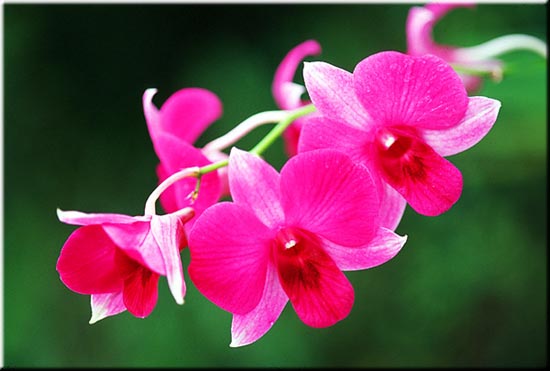 Hoa Lan Hồ Điệp đẹp  Tổng hợp những hình ảnh hoa Lan Hồ Điệp đẹp nhất