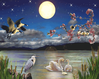 Hình nền động - Đêm trăng trên hồ nước