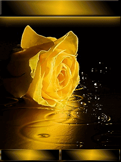Hình nền động - Hoa hồng vàng dưới mưa