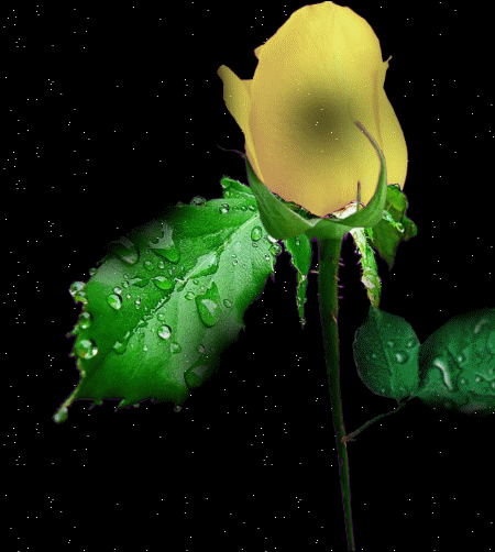 Hình nền động – Bông hồng trong mưa