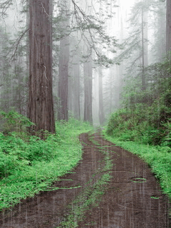 Lặng người ngắm hình nền động – Cơn mưa trong rừng