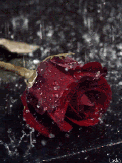 Hình nền động buồn - Hoa hồng dưới mưa