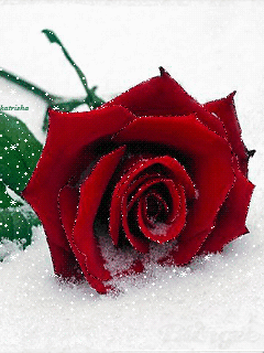 Hình nền động đẹp – Hoa hồng băng giá