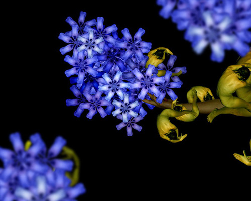 Hình nền các loài hoa mang màu tím xanh tuyệt đẹp