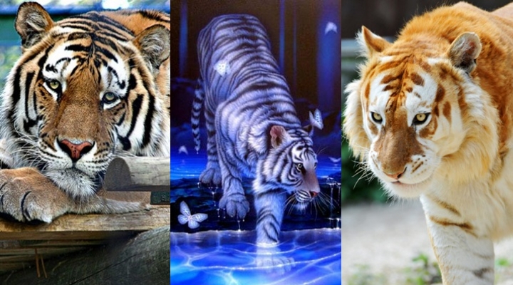 Hình nền con hổ – chúa tể rừng thiêng vô cùng oai phong