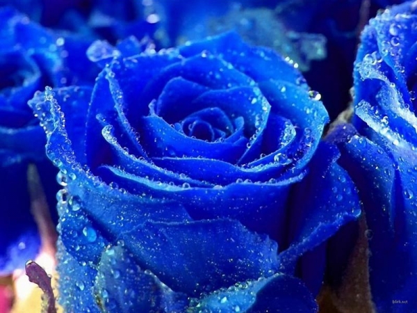 Hình nền đẹp - Hoa hồng xanh