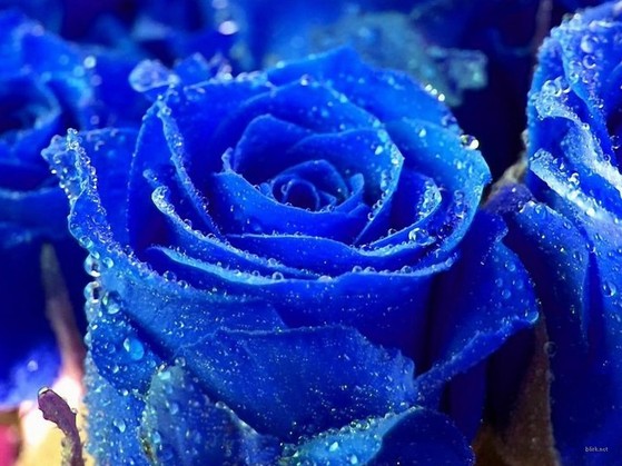 Hình nền hoa hồng xanh đầy ý nghĩa