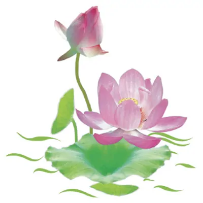 Hình nền hoa sen đẹp nhất cho dế yêu