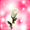 Hình nền hoa hồng tình yêu cực đẹp cho điện thoại Sam sung
