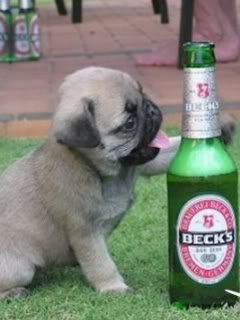 Hình nền hài hước - chó cũng uống bia