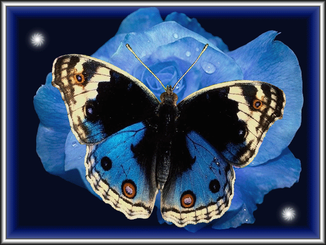 Tải hình nền động cho điện thoại miễn phí – Con bướm xinh