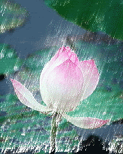 Hình nền động – Hoa sen tắm mưa