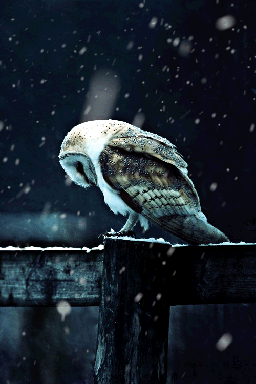 Hình nền động - Chú chim cô đơn trong tuyết