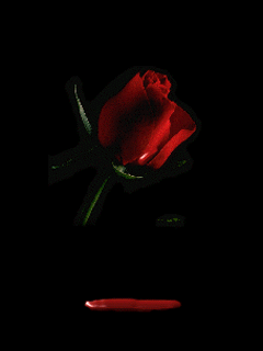 Hình nền động – Hoa hồng rơi lệ
