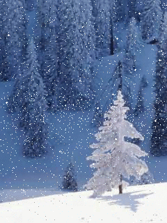 Hình nền động – Mưa tuyết trên rừng thông 