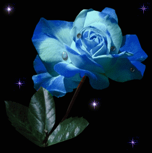 Hình nền động - Hoa hồng xanh lung linh
