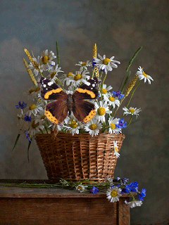 Hình nền động - Giỏ hoa và bướm