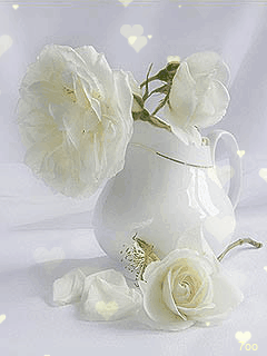 Hình nền động - Hoa hồng trắng tinh khiết