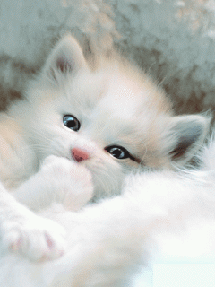 Hình nền động – Mèo con cực cute