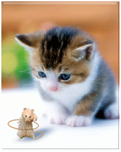 Hình nền động – Mèo con và chuột