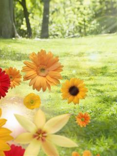 Hình nền mùa hè – Hoa đẹp trong nắng