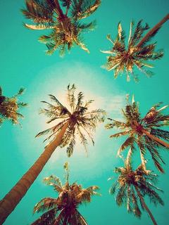 Hình nền mùa hè - Hàng dừa xanh