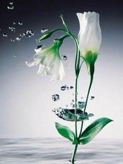 Hình nền 3D - Bông hoa mềm mại như nước