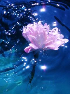 Hình nền 3D – Bông hoa lóng lánh dưới nước