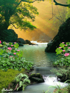Hình nền động - Hồ sen đẹp thơ mộng