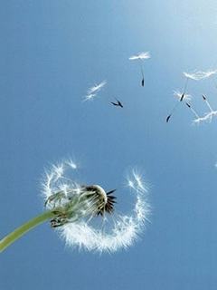Hình nền mùa hè – Hoa bồ công anh trong gió