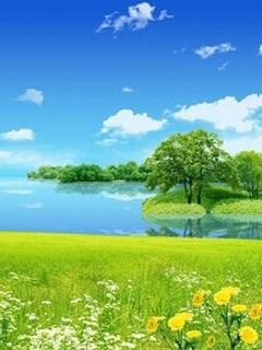 Hình nền mùa hè - Hoa vàng cỏ xanh đẹp ngất ngây