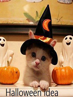 Ảnh Halloween dễ thương – Chú mèo hóa trang cực đẹp