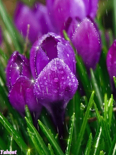 Hình nền động – Hoa ướt át dưới mưa