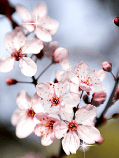 Hình nền tết – Hoa đào ngày xuân tuyệt đẹp