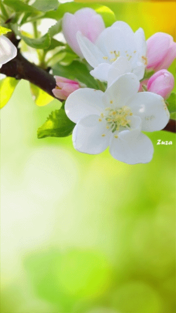 Hình nền động - Hoa đào xuân đẹp hút mắt