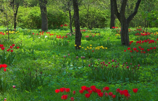 Hình ảnh cảnh đẹp thiên nhiên hd – Cánh đồng hoa tulip