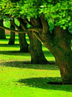 Hình nền 3d – Hàng cây xanh trong nắng tuyệt đẹp