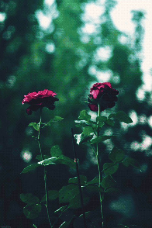 Hình nền động đẹp nhất – Hoa hồng dưới cơn mưa