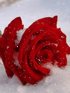 Hình nền động hoa hồng dưới tuyết cực đẹp