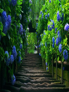Hình nền phong cảnh 3d rừng hoa cẩm tú cầu đẹp và cổ kính