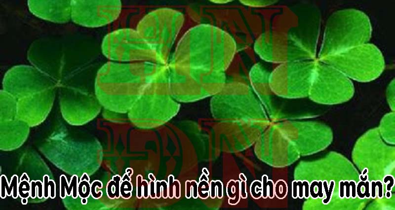 Mệnh Mộc để hình nền gì cho may mắn?