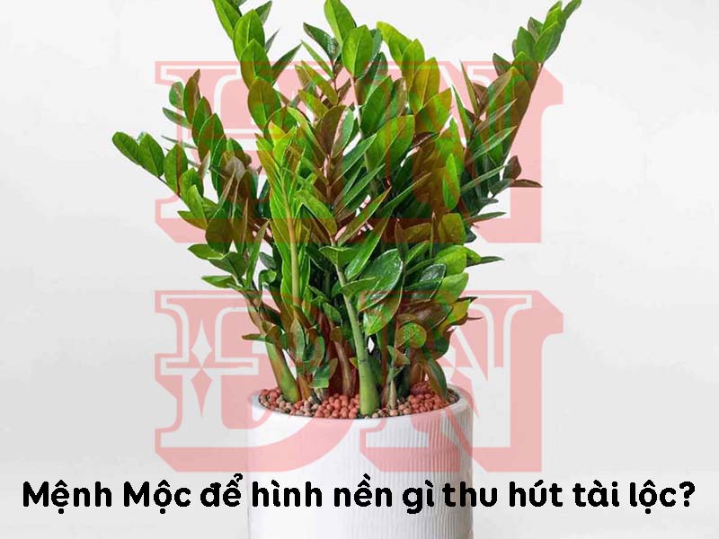 Mệnh Mộc để hình nền gì thu hút tài lộc?